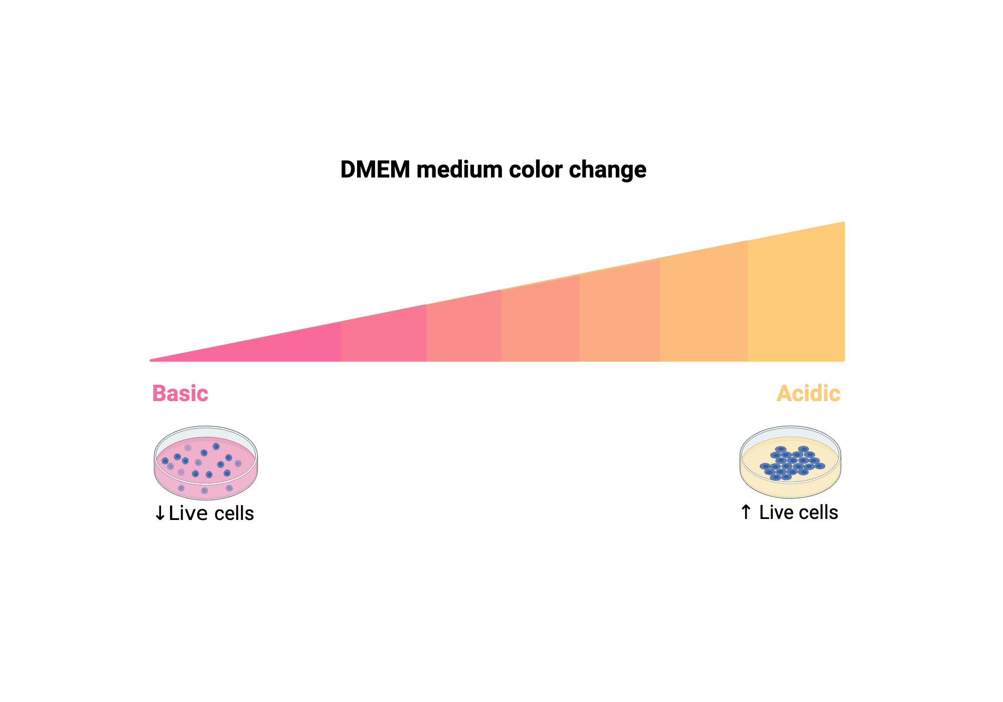 DMEM color change