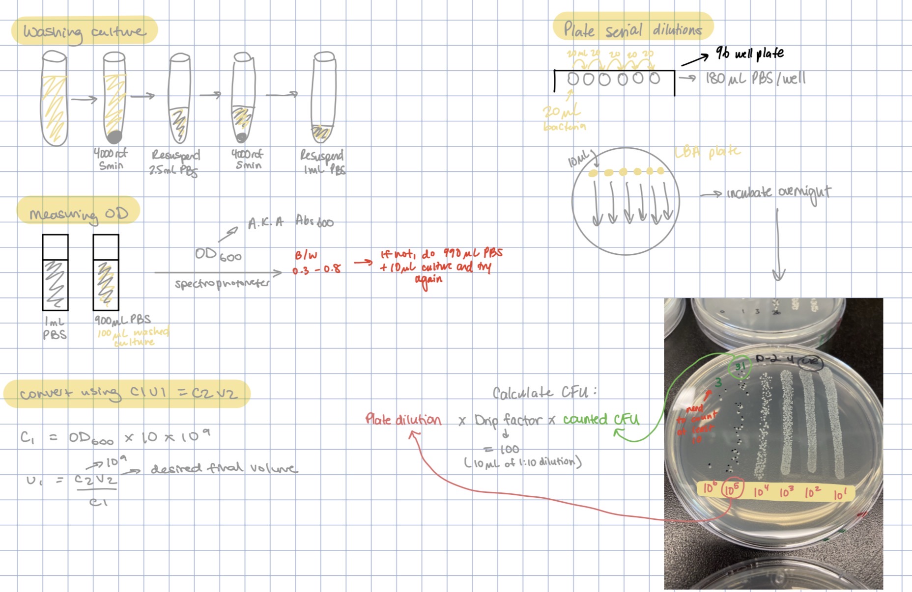 Serial Dilution